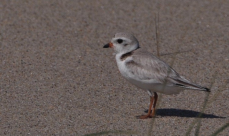 bird on sand